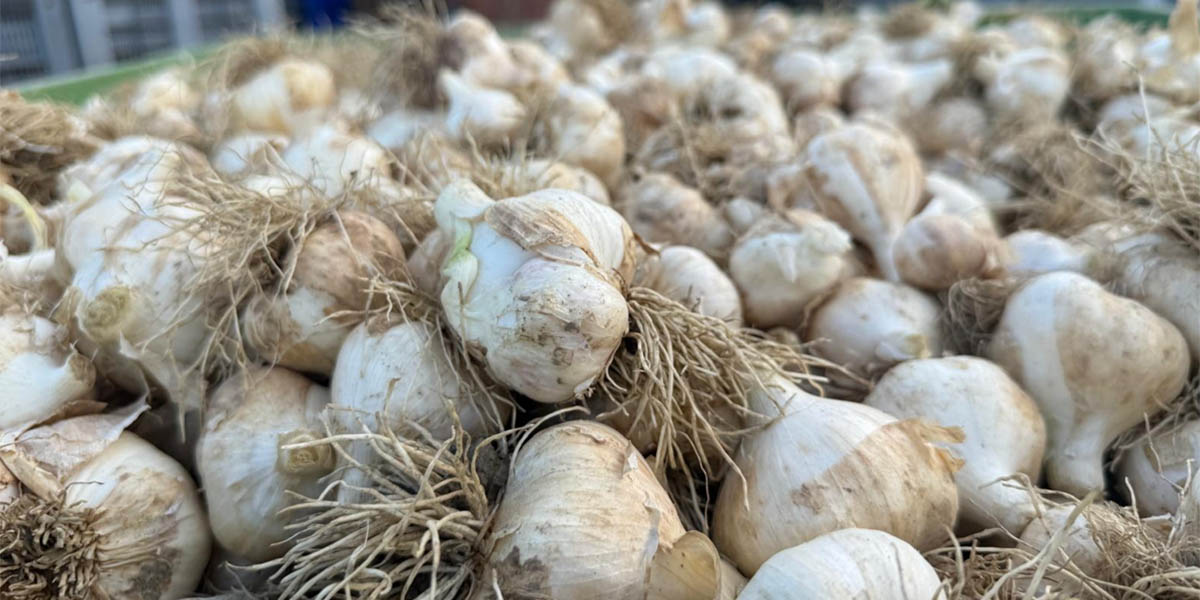 Aglio Bianco Piacentino sotto assedio: la fusariosi minaccia la filiera